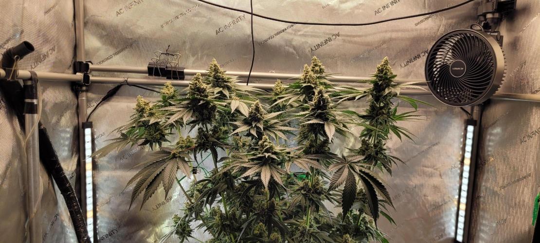 4th Coco grow. Week 14