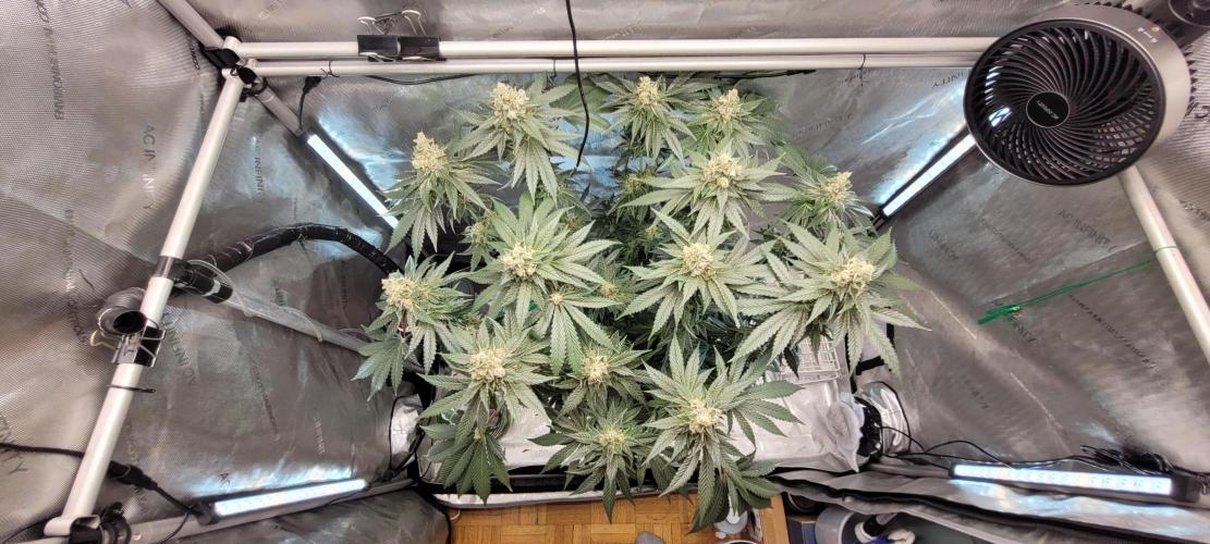 4th Coco grow. Week 14