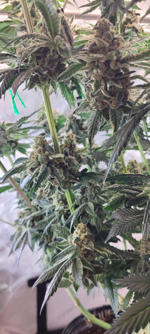 4th Coco grow. Week 14