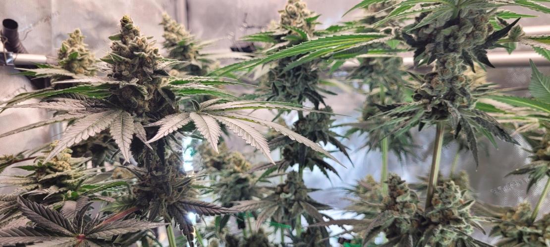 4th Coco grow. Week 14