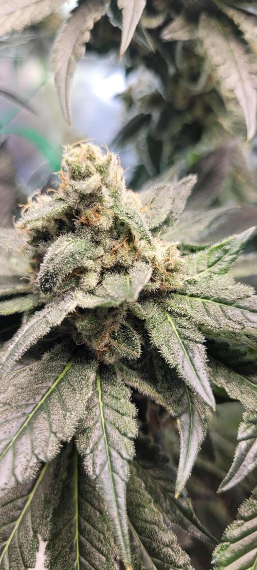 4th Coco grow. Week 14