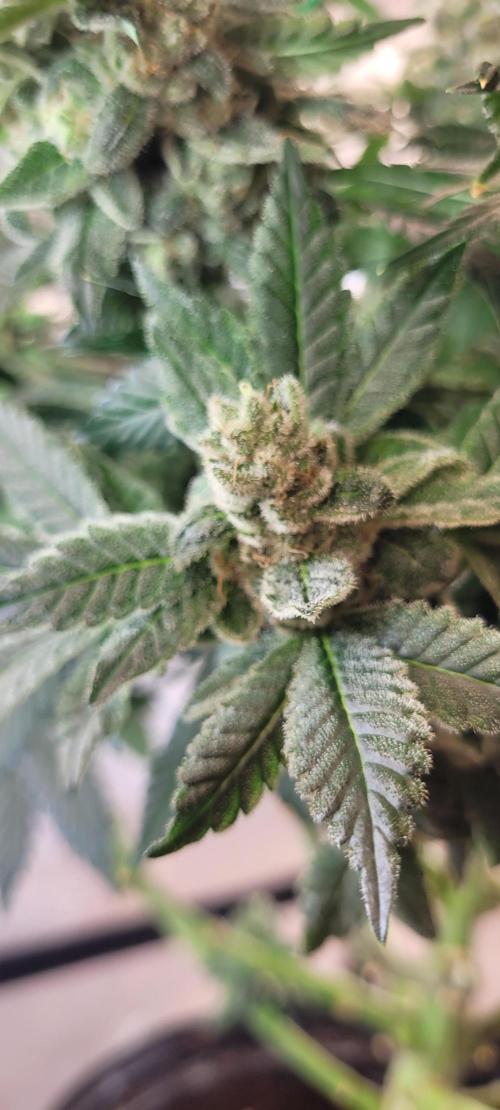 4th Coco grow. Week 15