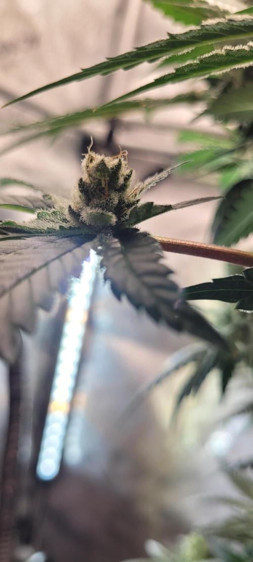 4th Coco grow. Week 15