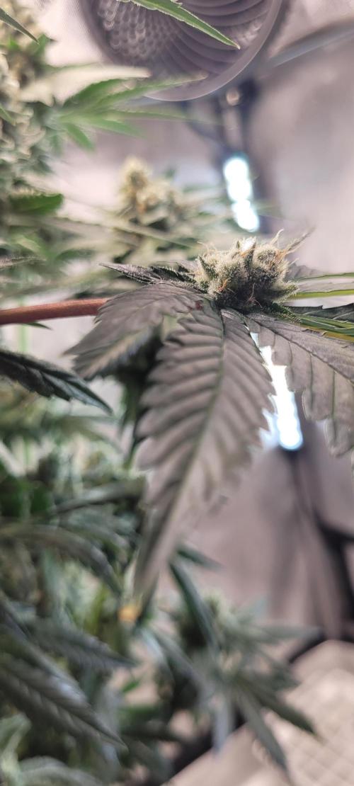 4th Coco grow. Week 15