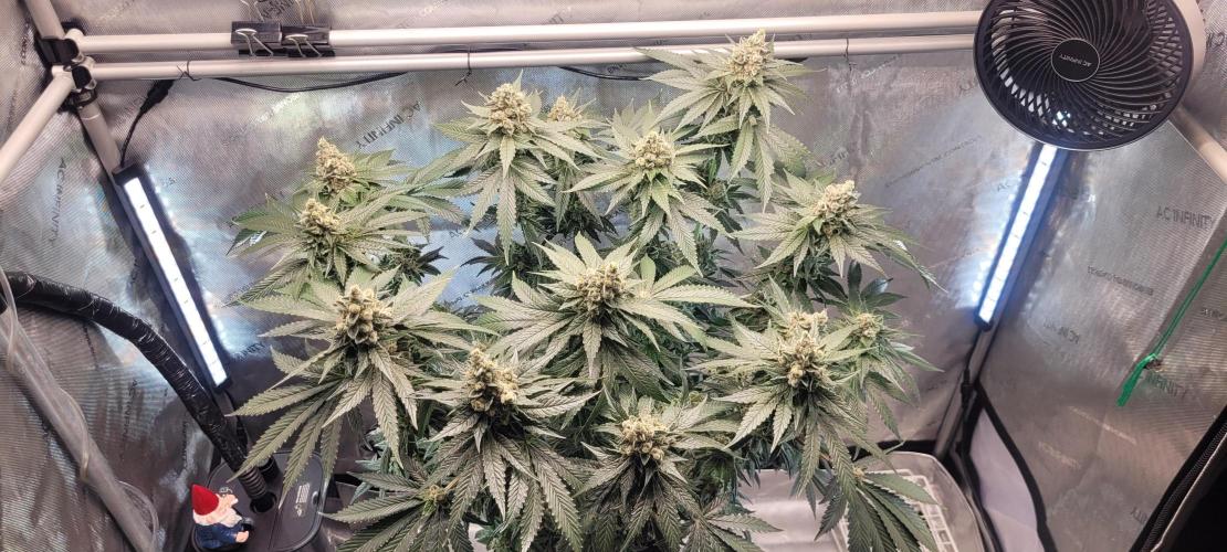 4th Coco grow. Week 15