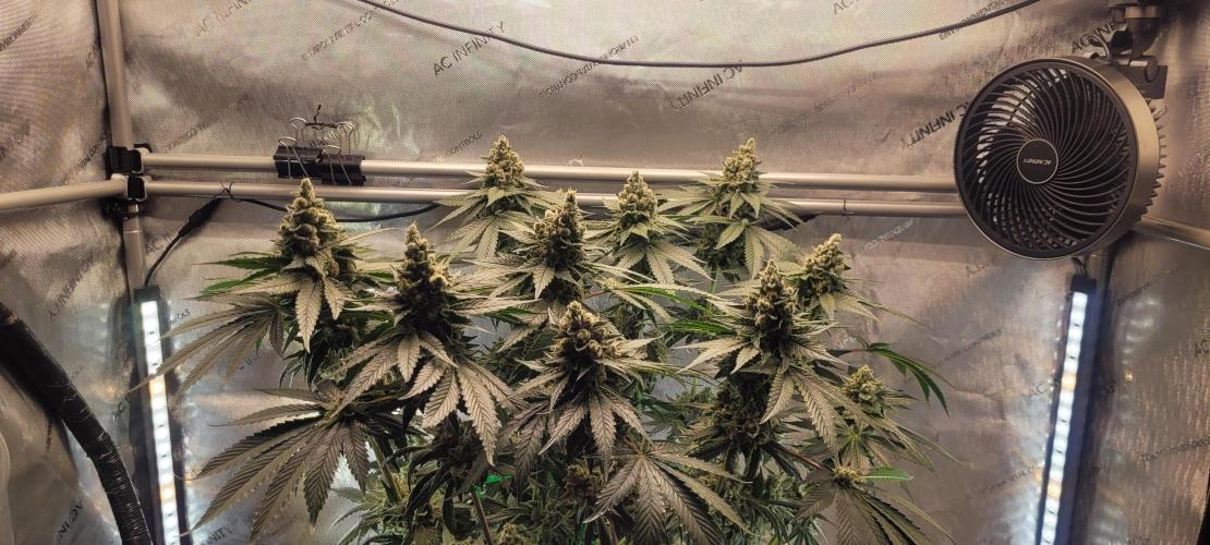4th Coco grow. Week 15