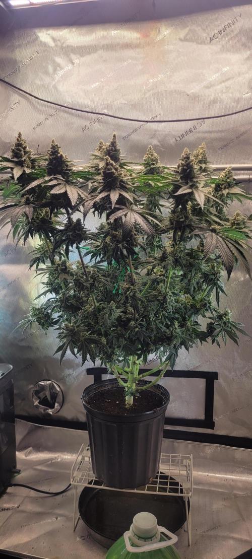 4th Coco grow. Week 15