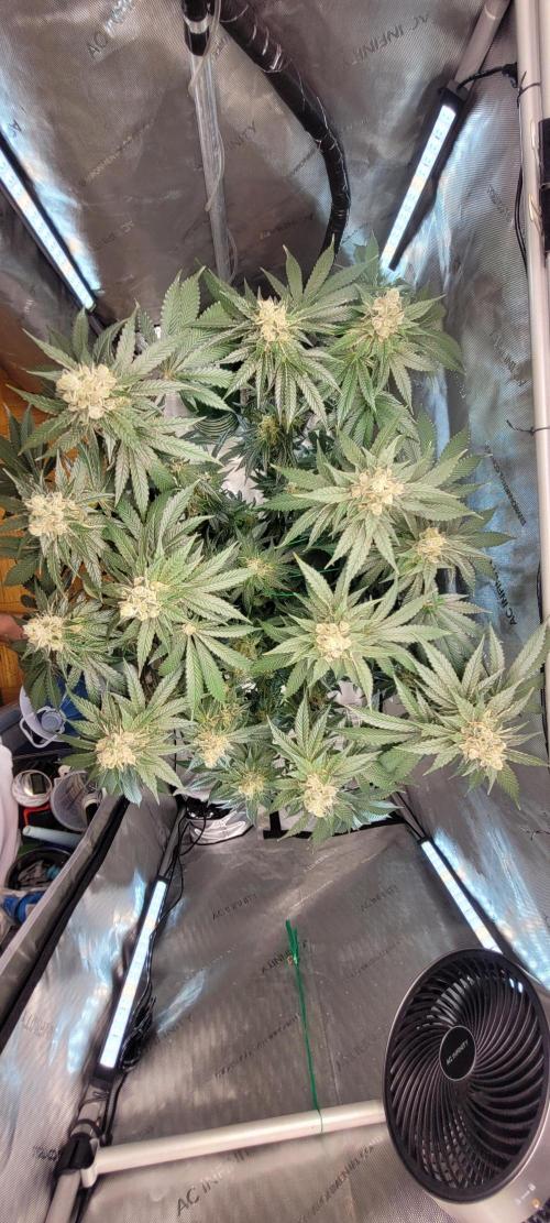 4th Coco grow. Week 15