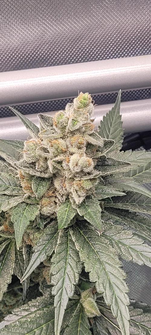 4th Coco grow. Week 15