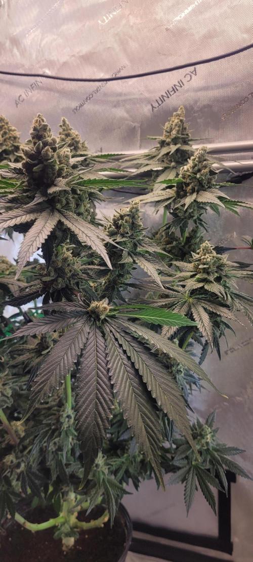 4th Coco grow. Week 15