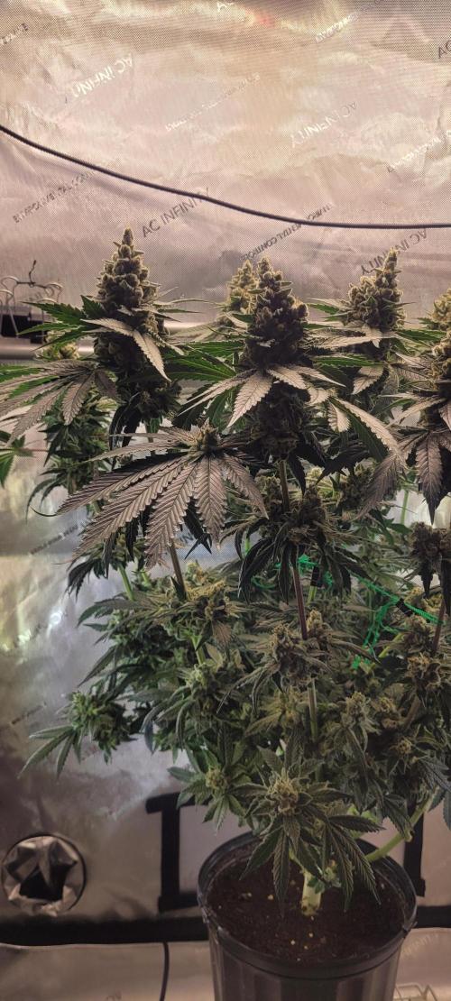4th Coco grow. Week 15