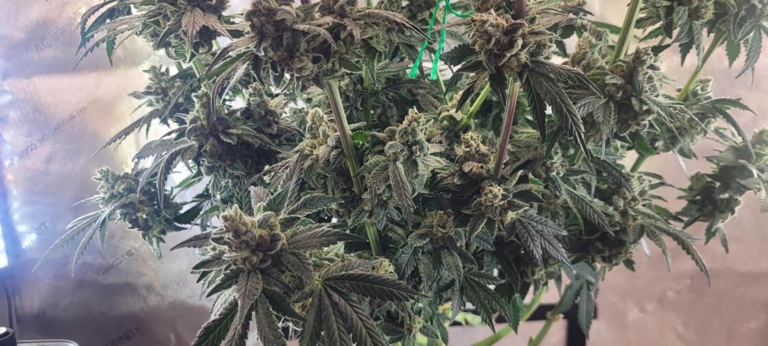 4th Coco grow. Week 15