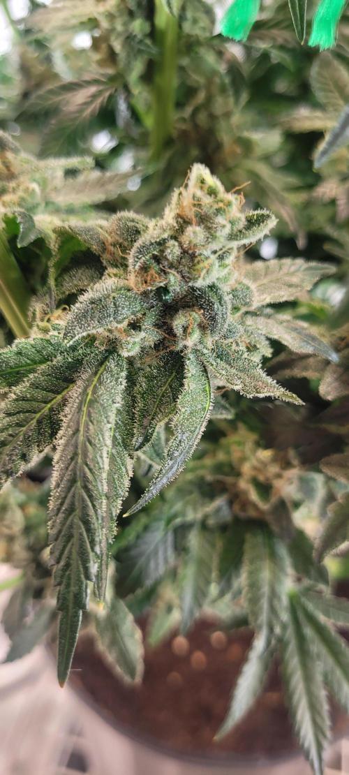 4th Coco grow. Week 15
