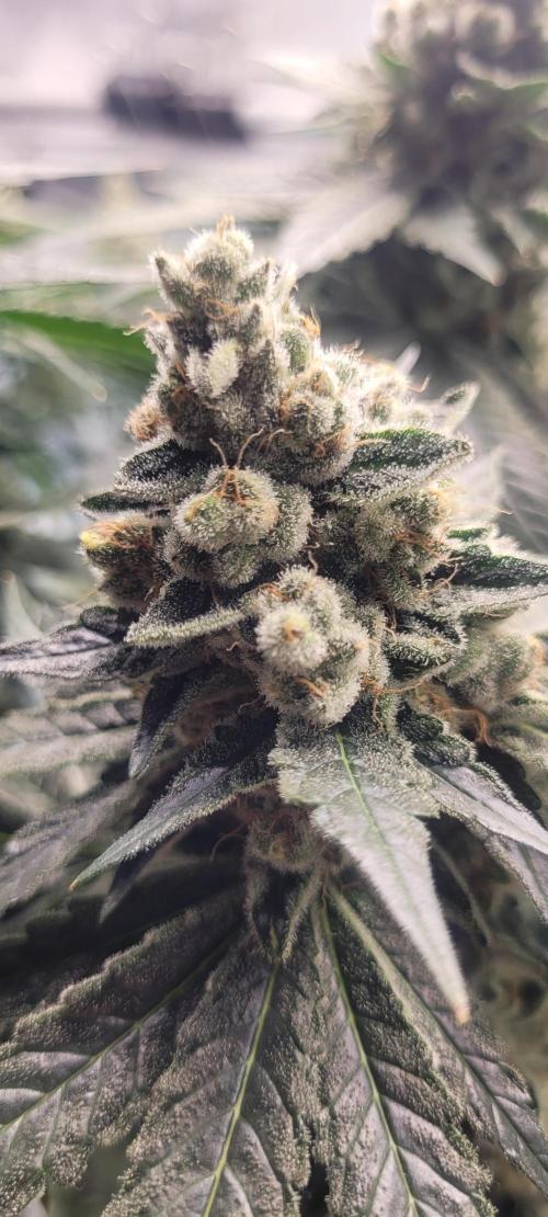 4th Coco grow. Week 15