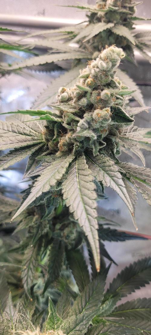 4th Coco grow. Week 15