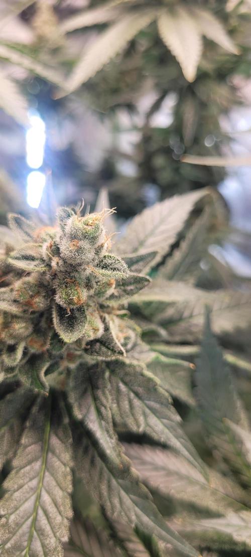 4th Coco grow. Week 15