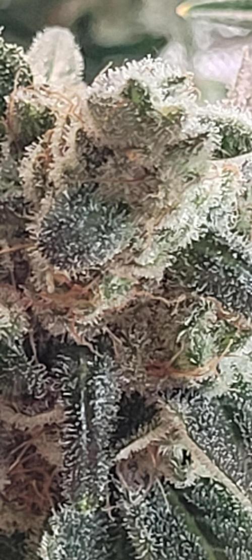 4th Coco grow. Week 16