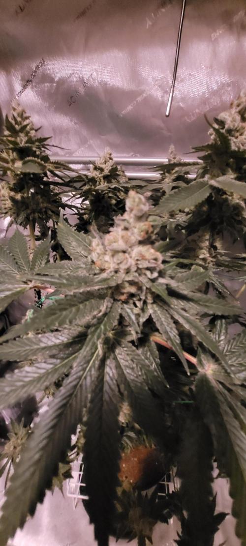4th Coco grow. Week 16