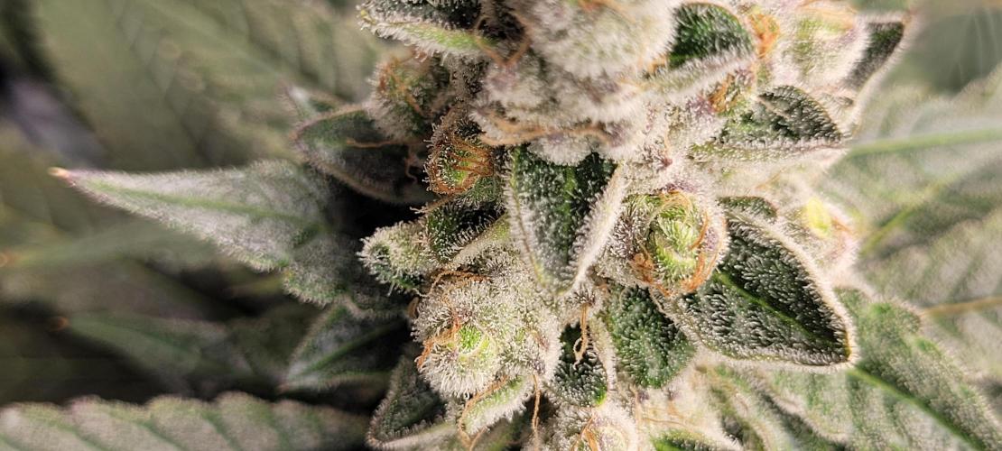 4th Coco grow. Week 16