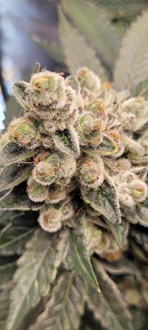 4th Coco grow. Week 16
