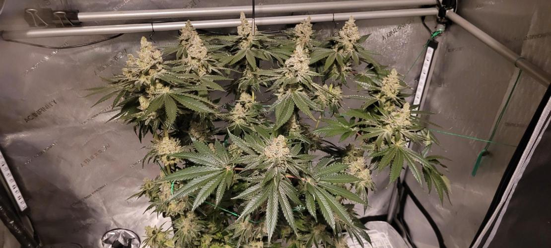 4th Coco grow. Week 16