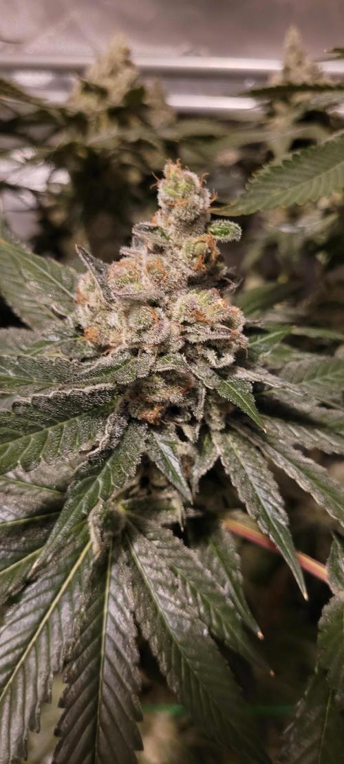 4th Coco grow. Week 16