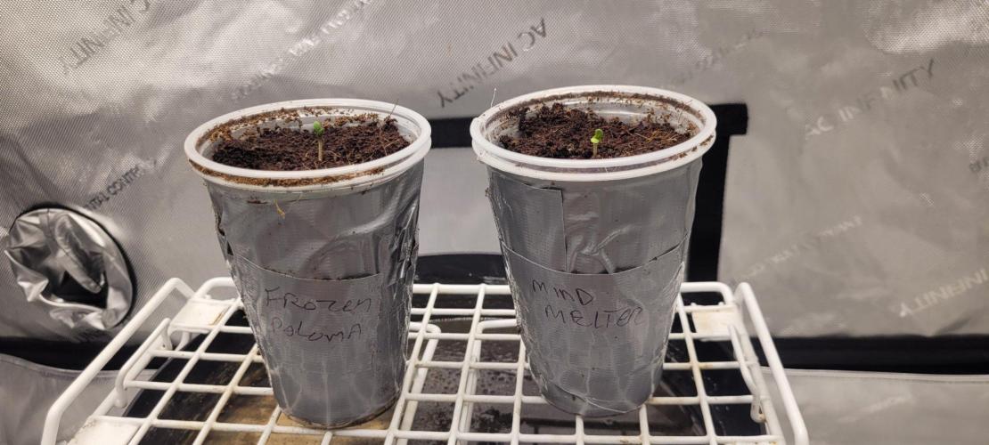 5th coco grow. Week 0 - Sunday Aug. 30