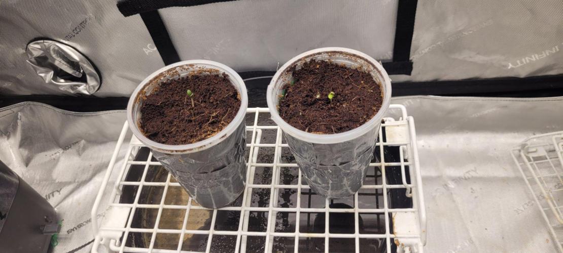 5th coco grow. Week 0
