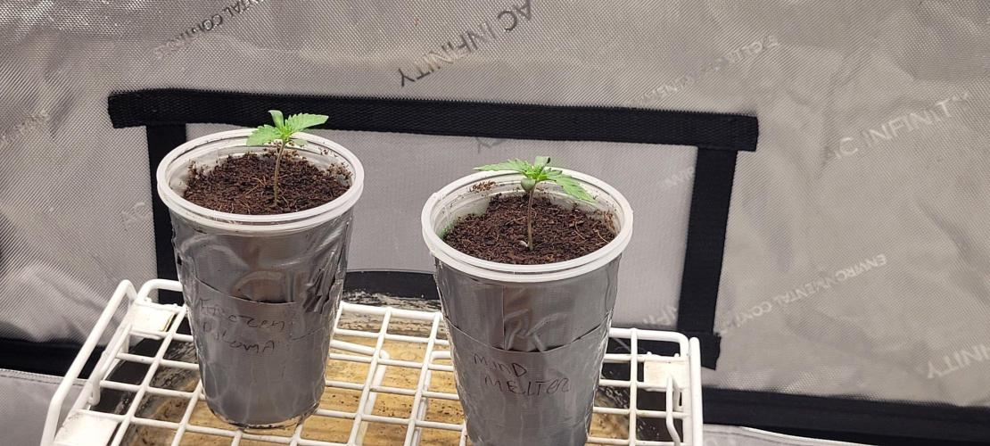 5th coco grow. Week 1 - Day 01 of veg