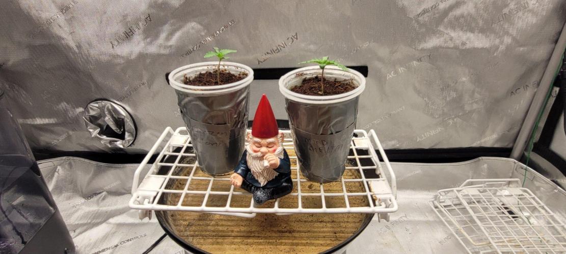 5th coco grow. Week 1 - Day 01 of veg