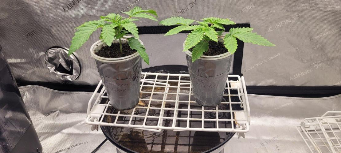 5th coco grow. Week 1 - Day 07 of veg