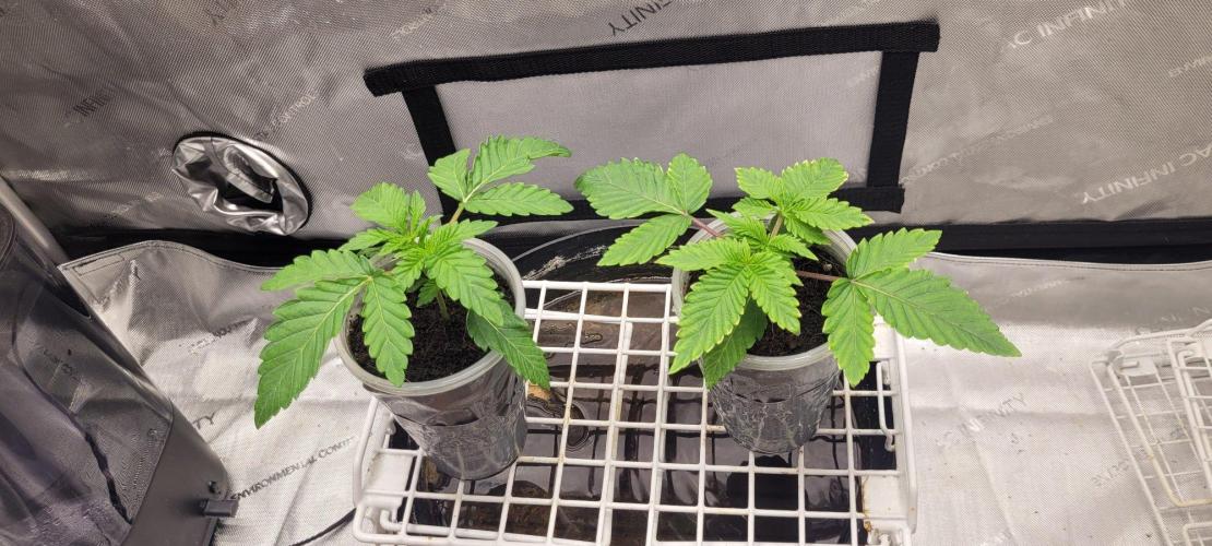 5th coco grow. Week 1