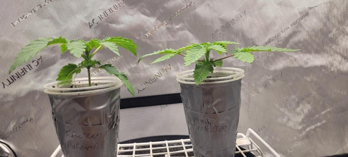 5th coco grow. Week 1