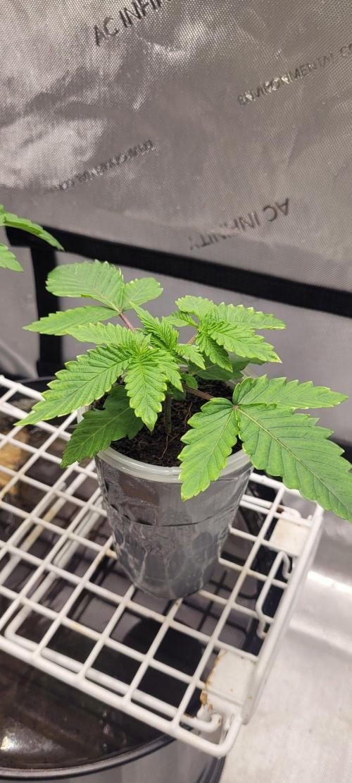 5th coco grow. Week 1