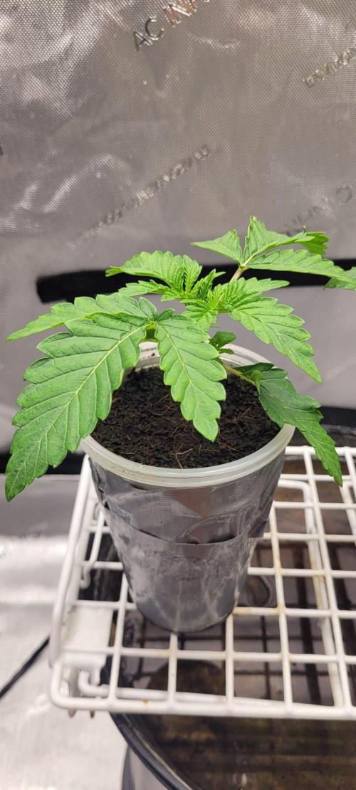 5th coco grow. Week 1