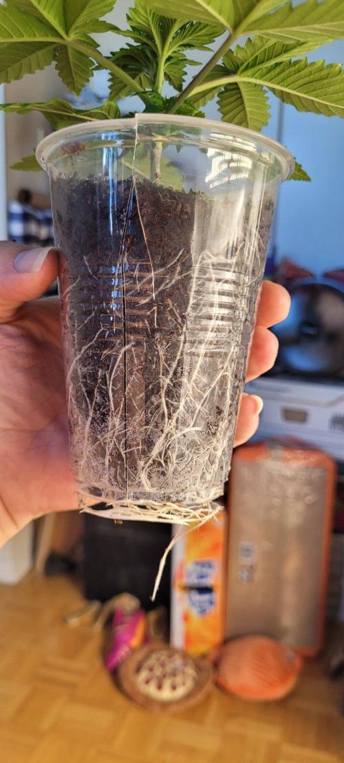 5th coco grow. Week 1