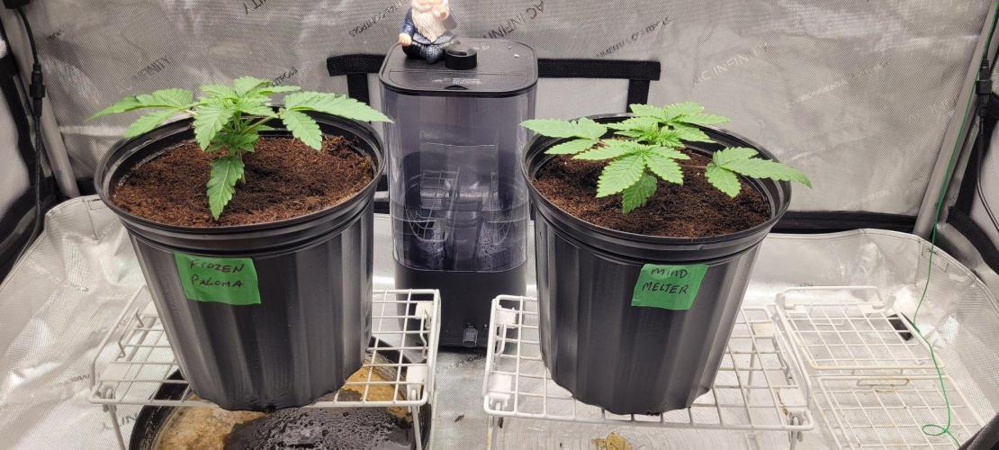 5th coco grow. Week 1