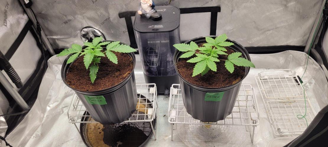 5th coco grow. Week 1