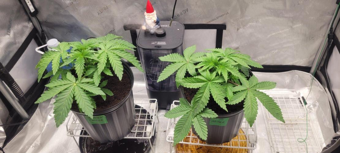 5th coco grow. Week 2