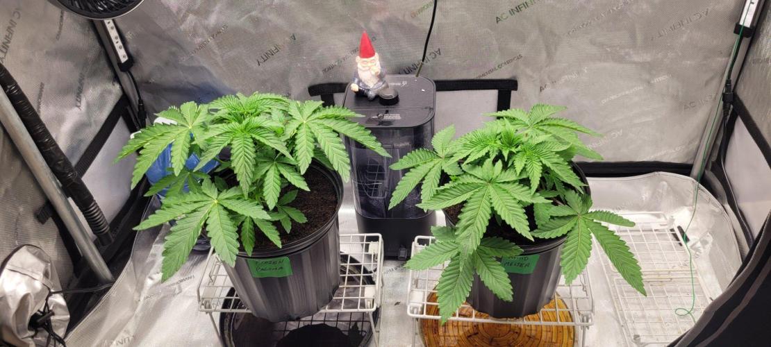 5th coco grow. Week 2