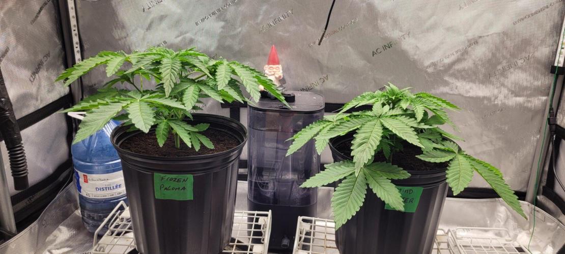 5th coco grow. Week 2
