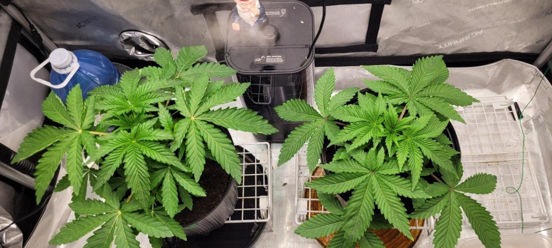 5th coco grow. Week 2