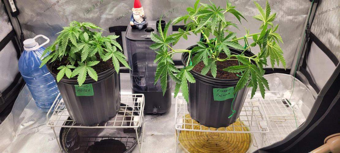5th coco grow. Week 3