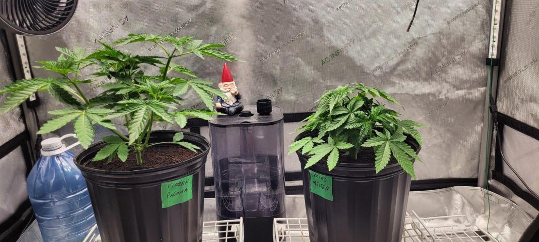 5th coco grow. Week 3