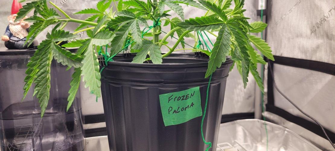5th coco grow. Week 3