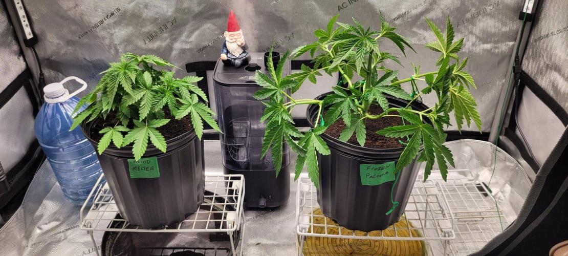 5th coco grow. Week 3