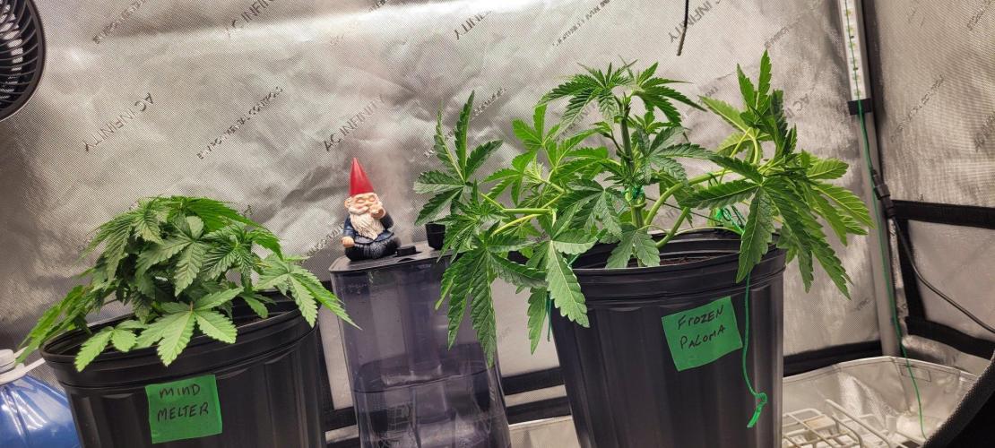 5th coco grow. Week 3