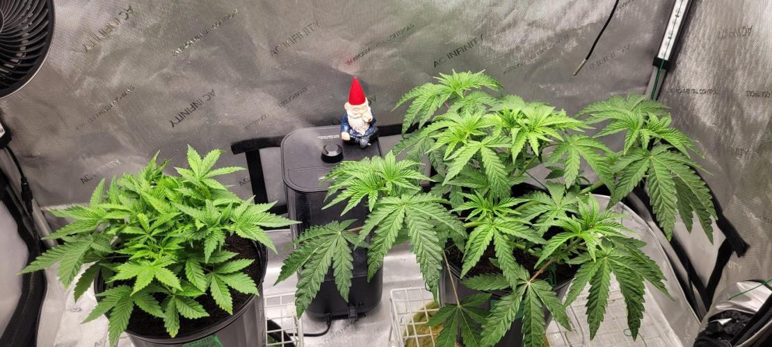 5th coco grow. Week 3