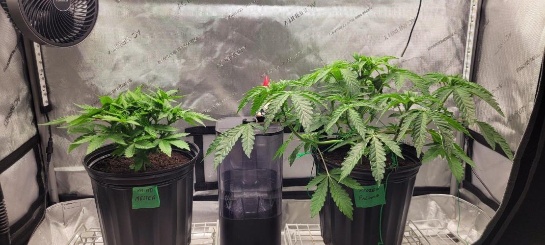 5th coco grow. Week 3