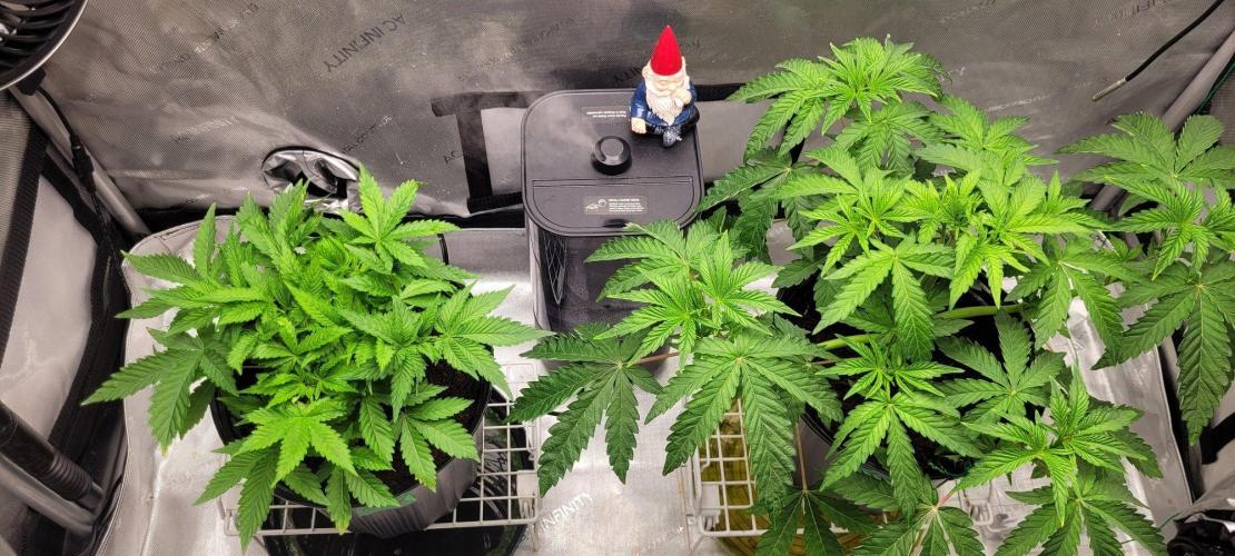 5th coco grow. Week 3